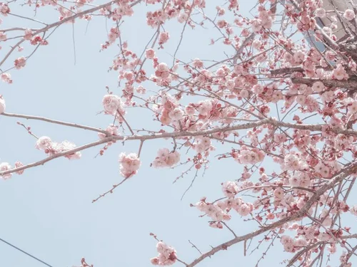  【団体におすすめ！】会社の花見で準備手順は？用意するものまとめ